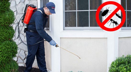 Fındıklı Pire İlaçlama böcek ilaçlama ve haşere kontrolü — ilaclama-tr.com